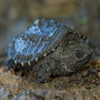 Nutmeg Acres Wildlife Rehabilitation | Rescue * Rehab * Release