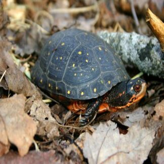 Nutmeg Acres Wildlife Rehabilitation | Rescue * Rehab * Release